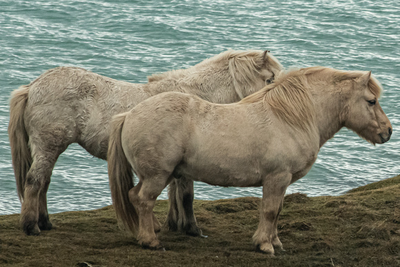 The breed of Iceland horses