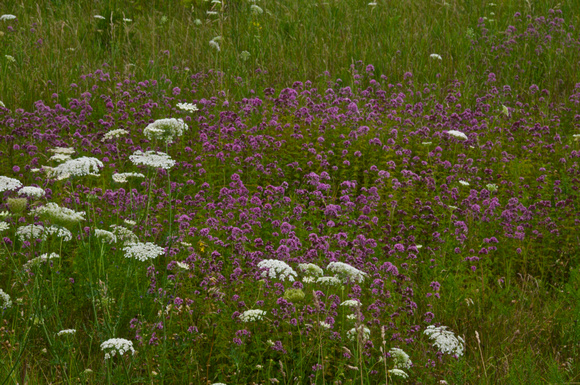 Wildflowers, Hwy 57