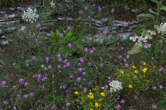 Wildflowers